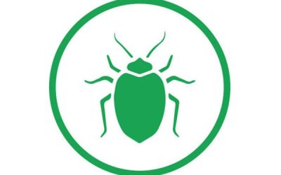 Disinfestazione Insetti Striscianti