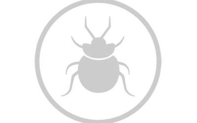 Disinfestazione Cimici dei Letti