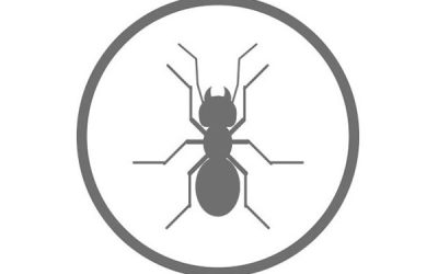 Disinfestazione Formiche