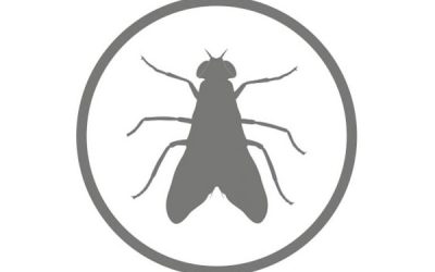 Disinfestazione Mosche