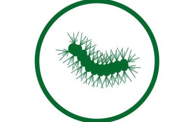 Disinfestazione Processionarie