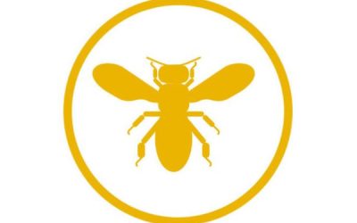 Disinfestazione Vespe e Calabroni
