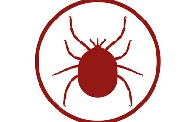 Disinfestazione Zecche